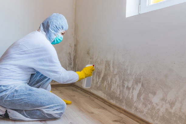 Licensed Mold Remediation service in Wayne, MI - WQB Mold Removal